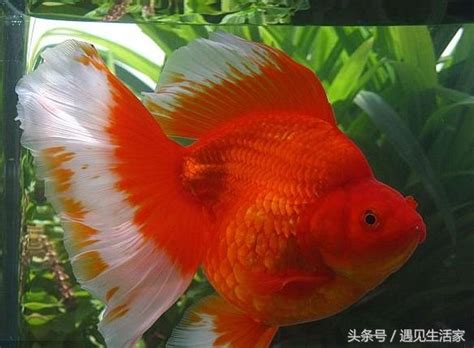 金魚水溫太高